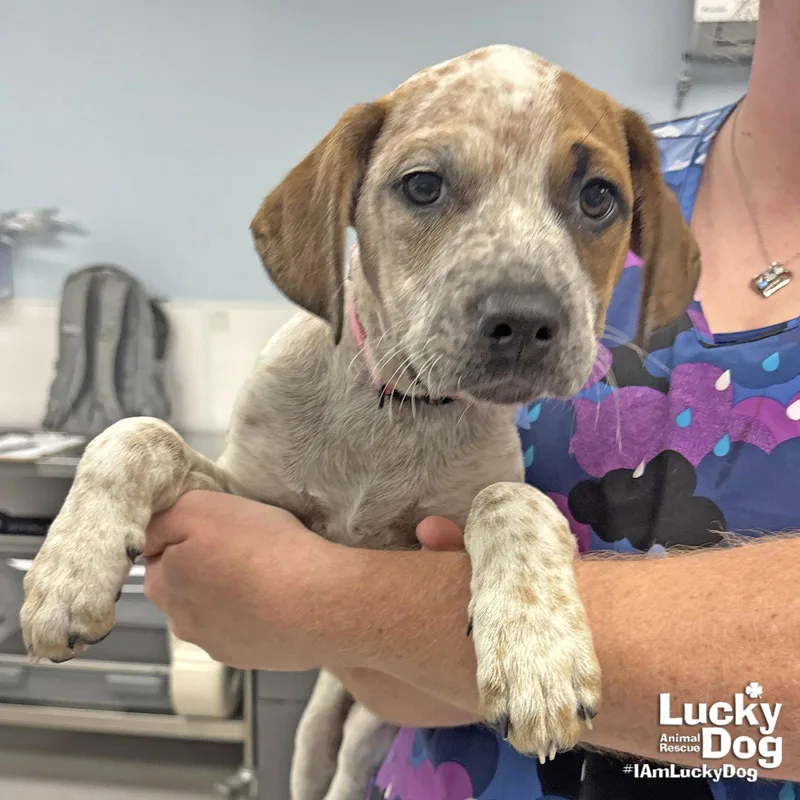 A baby large-sized female Australian Cattle Dog / Blue Heeler dog named Miss Molly for adoption in Washington, DC