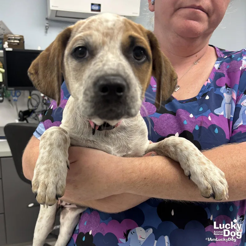 Miss Molly thumbnail 2