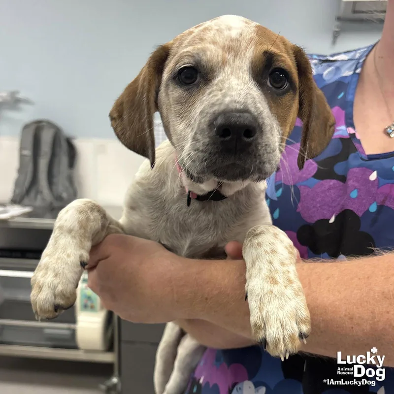 Miss Molly thumbnail 3