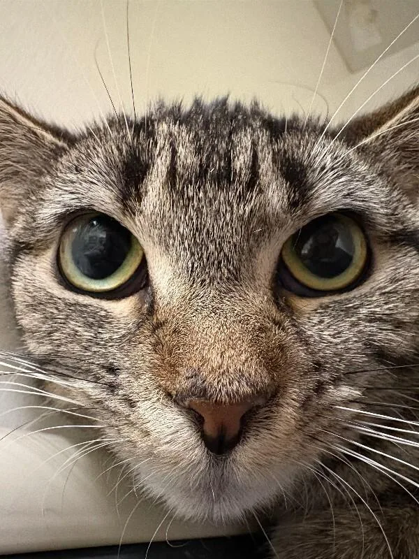 An adult medium-sized female Black Domestic Short Hair cat named Petal for adoption in Warren, PA