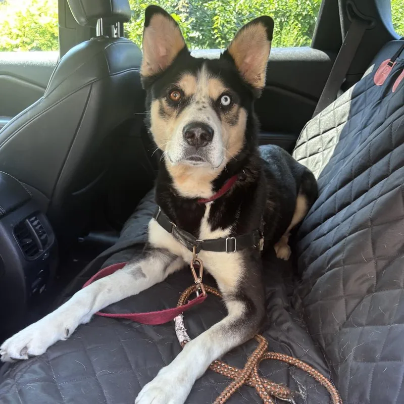 An adult large-sized male Tricolor (Brown, Black, & White) Husky dog named Gemini for adoption in Groveland, MA