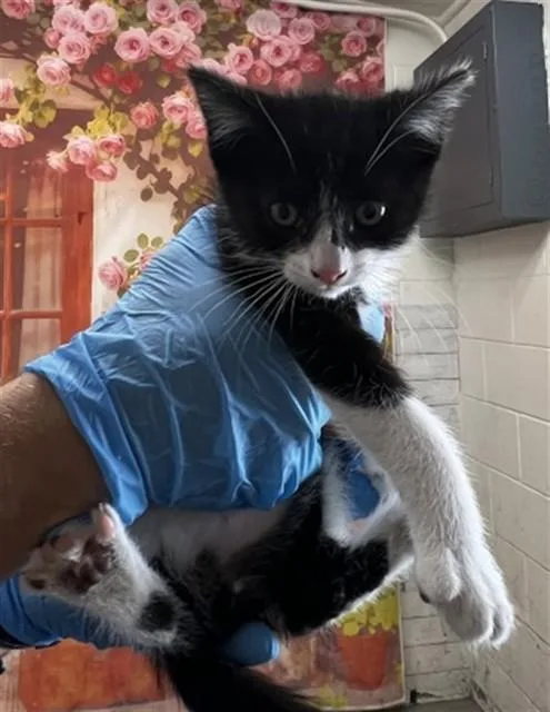 A baby small-sized male Domestic Short Hair cat named Adrian for adoption in San Bernardino, CA