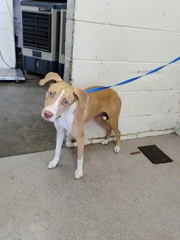 A young small-sized female Pit Bull Terrier dog named Lilly for adoption in San Bernardino, CA