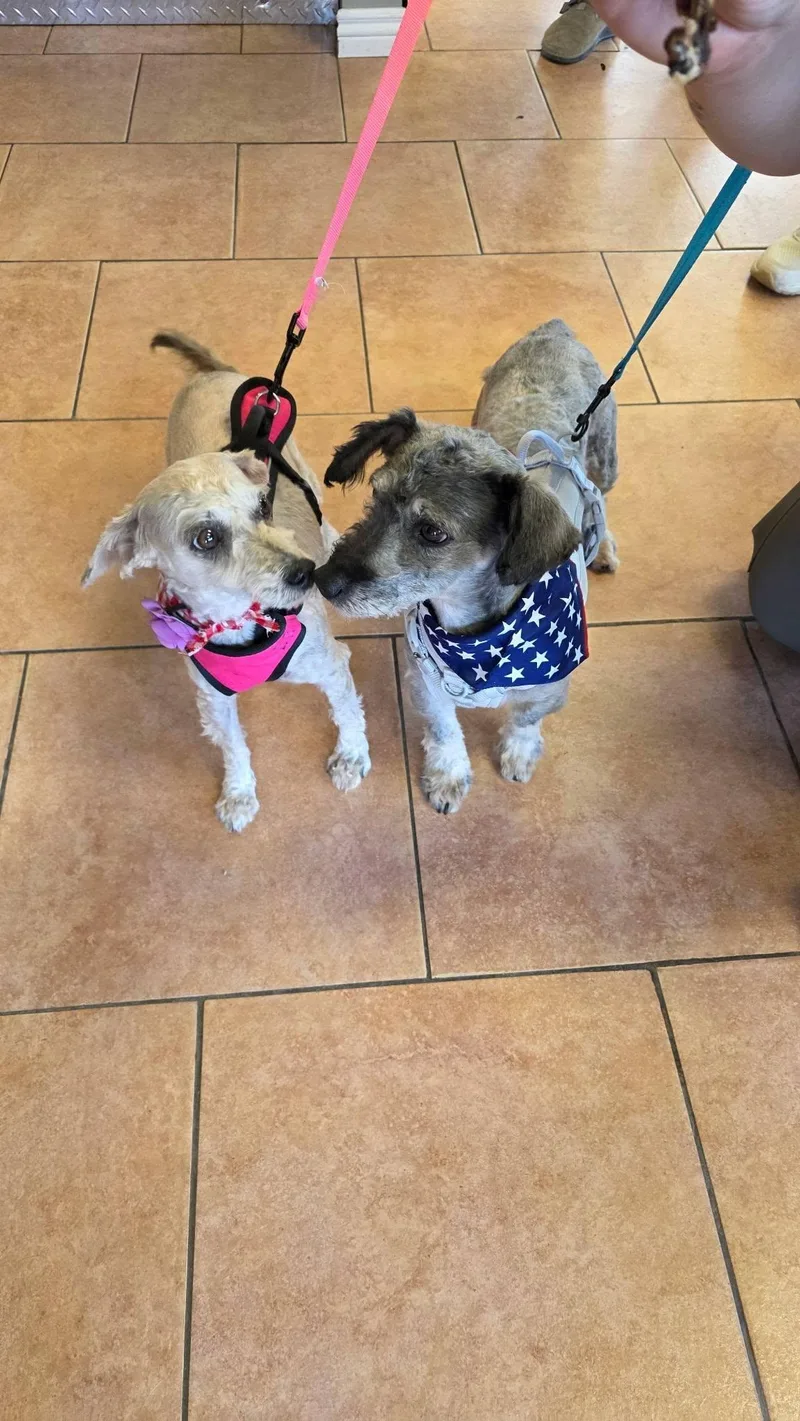 An adult small-sized male Gray / Blue / Silver Dachshund dog named Nugget Grey male for adoption in Montrose, CO