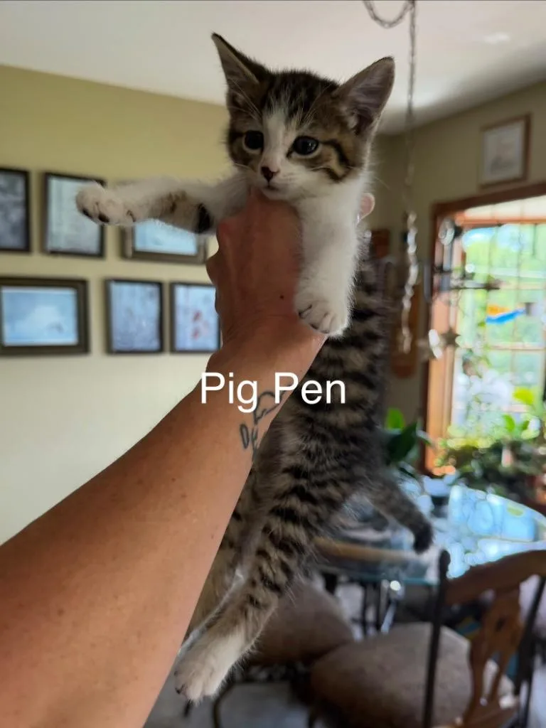 A baby large-sized male Domestic Short Hair cat named Pig Pen for adoption in Glenfield, NY