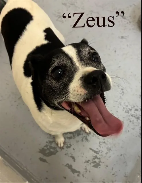 An adult medium-sized male Boston Terrier dog named Zeus for adoption in Colorado Springs, CO