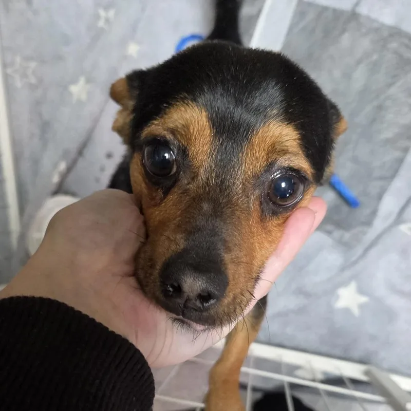 An adult small-sized male Black Chihuahua dog named Ryland Grace for adoption in Redmond, WA