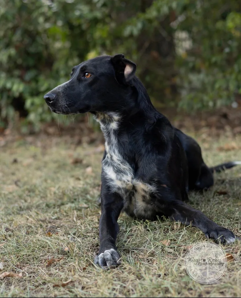 A young medium-sized female Harlequin Labrador Retriever dog named Layla for adoption in Tuscaloosa, AL
