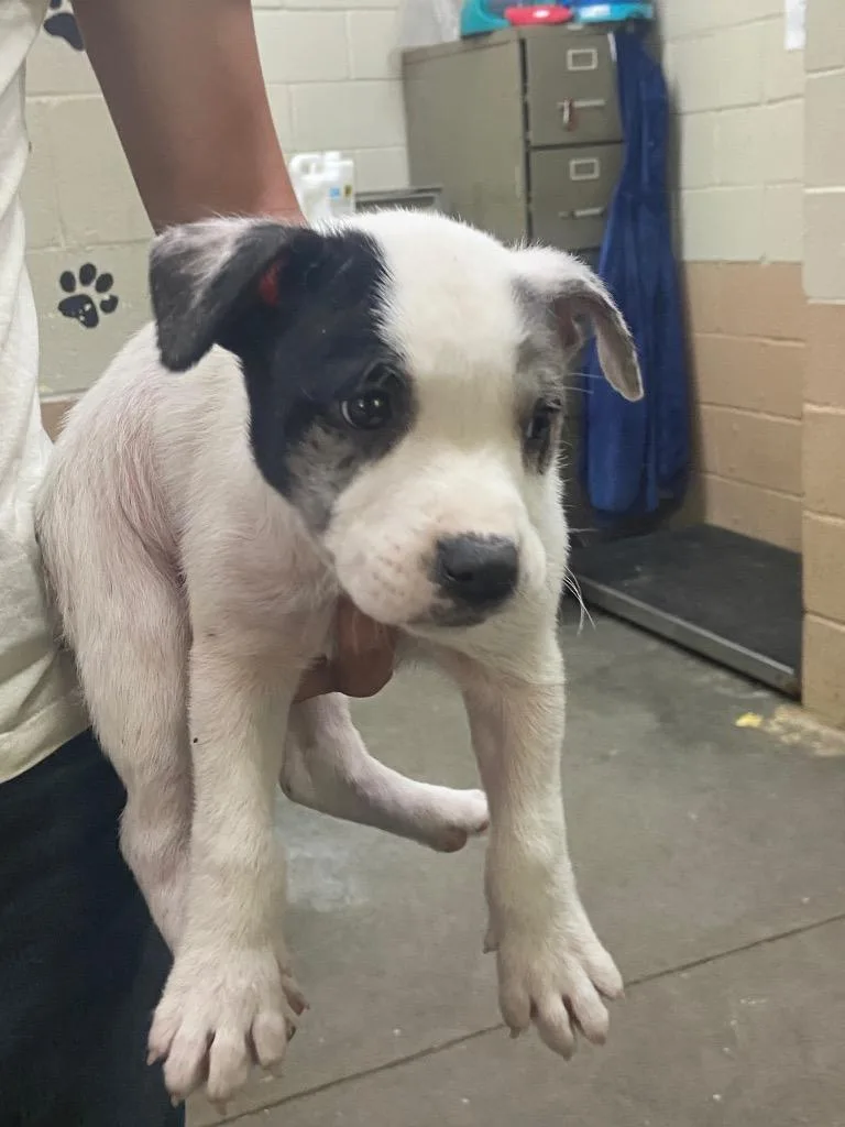 A baby medium-sized male Pit Bull Terrier dog named Rolly for adoption in Swainsboro, GA