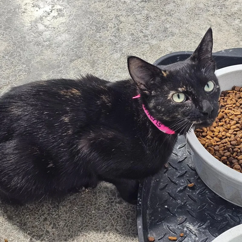 A young small-sized female Tortoiseshell Domestic Short Hair cat named Mittens for adoption in Corydon, IN