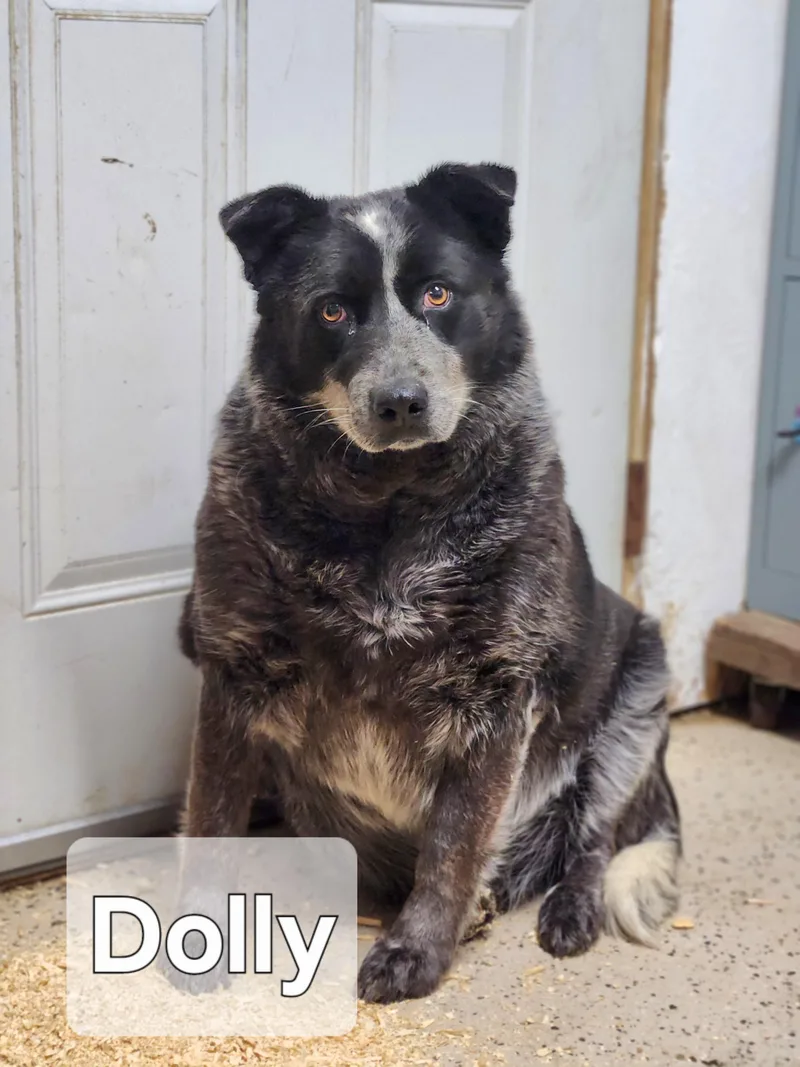 A senior medium-sized female Gray / Blue / Silver Australian Cattle Dog / Blue Heeler dog named Dolly for adoption in Walthill, NE