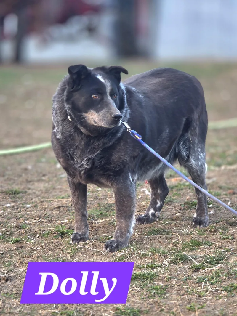 Dolly thumbnail 3