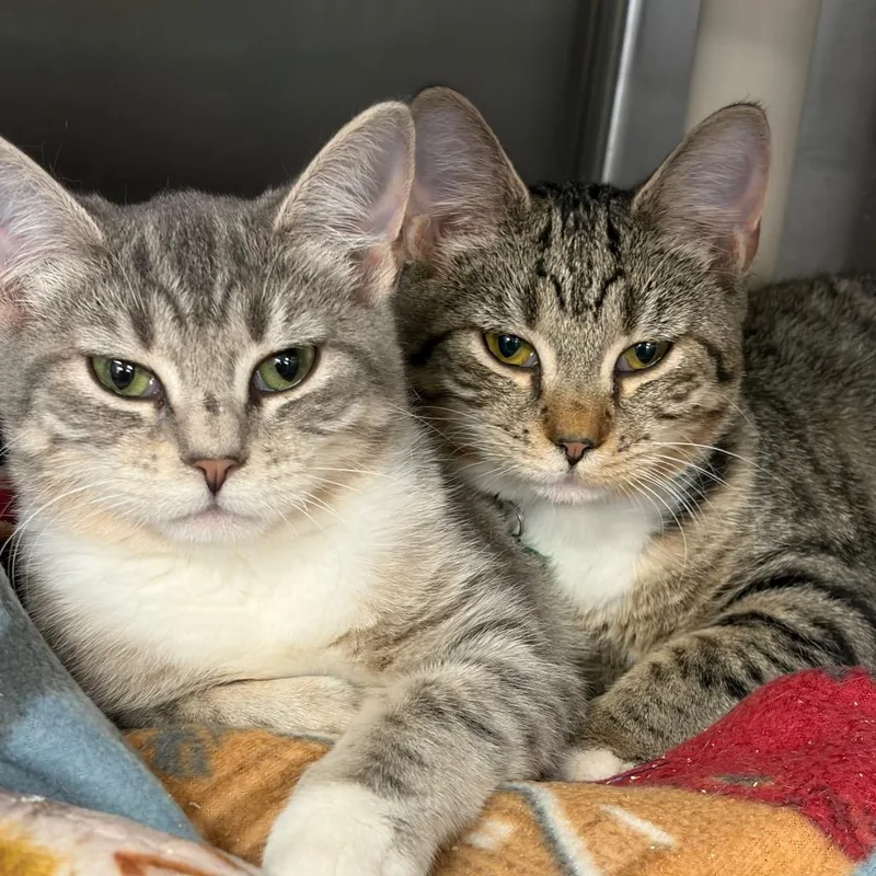 A baby small-sized female Gray / Blue / Silver Domestic Short Hair cat named Pontiac for adoption in Ashtabula, OH