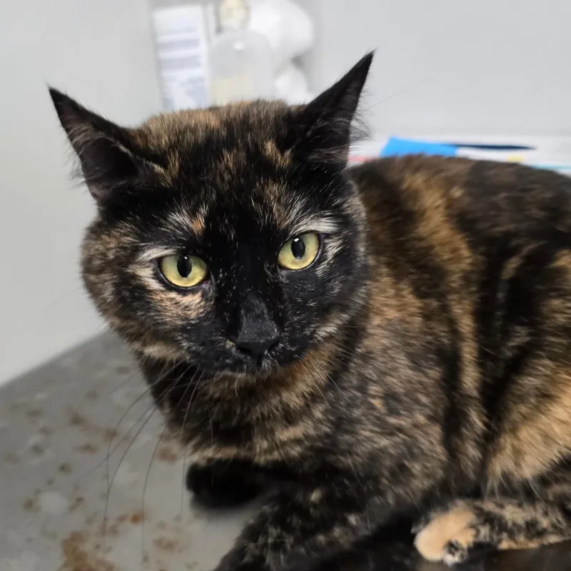 An adult medium-sized female Black Domestic Short Hair cat named Porsche for adoption in Concord, NC
