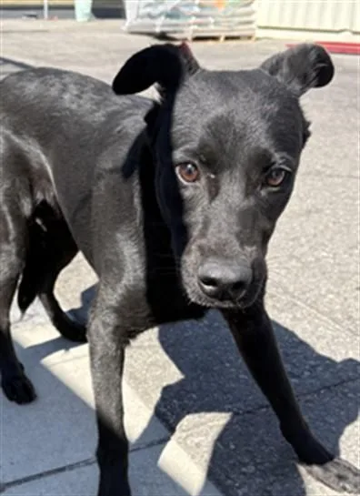 A young medium-sized male Mixed Breed dog named Wilton for adoption in Los Angeles, CA