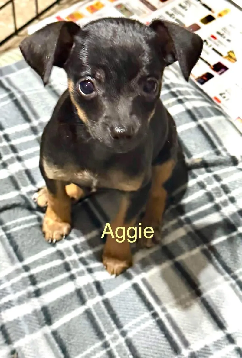 Aggie