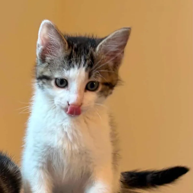 A baby small-sized male Brown / Chocolate Domestic Short Hair cat named Woody for adoption in New Albany, OH