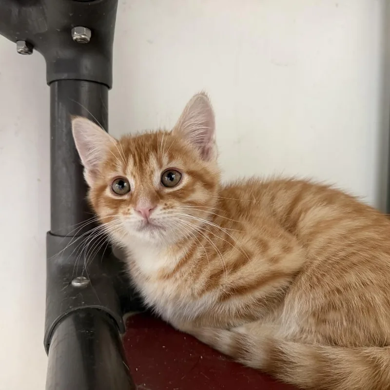 A baby small-sized male Orange / Red Domestic Short Hair cat named Klondike for adoption in Quakertown, PA