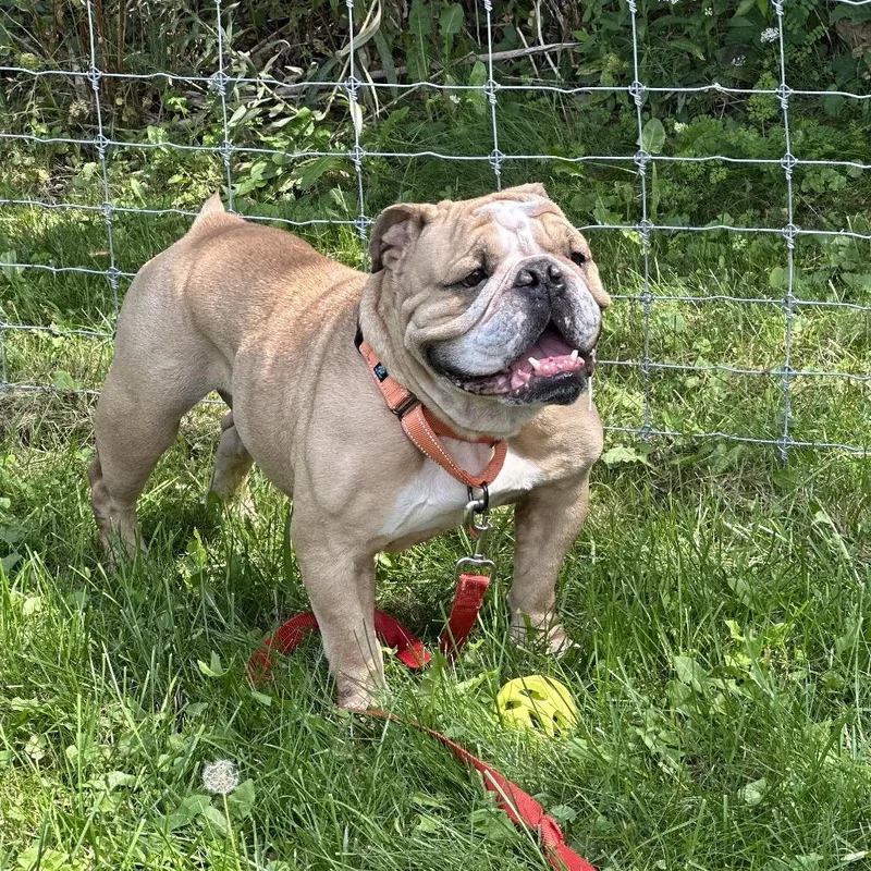 Gordie
