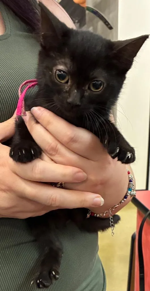 A baby small-sized female Domestic Short Hair cat named Zev for adoption in Augusta, GA