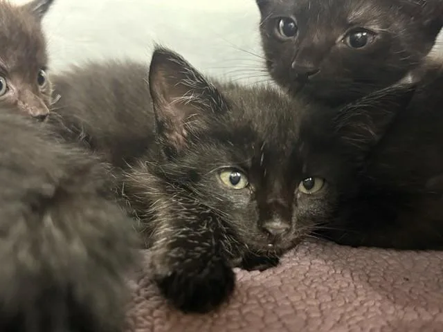 A baby small-sized female Domestic Short Hair cat named Yellow for adoption in Grand Prairie, TX