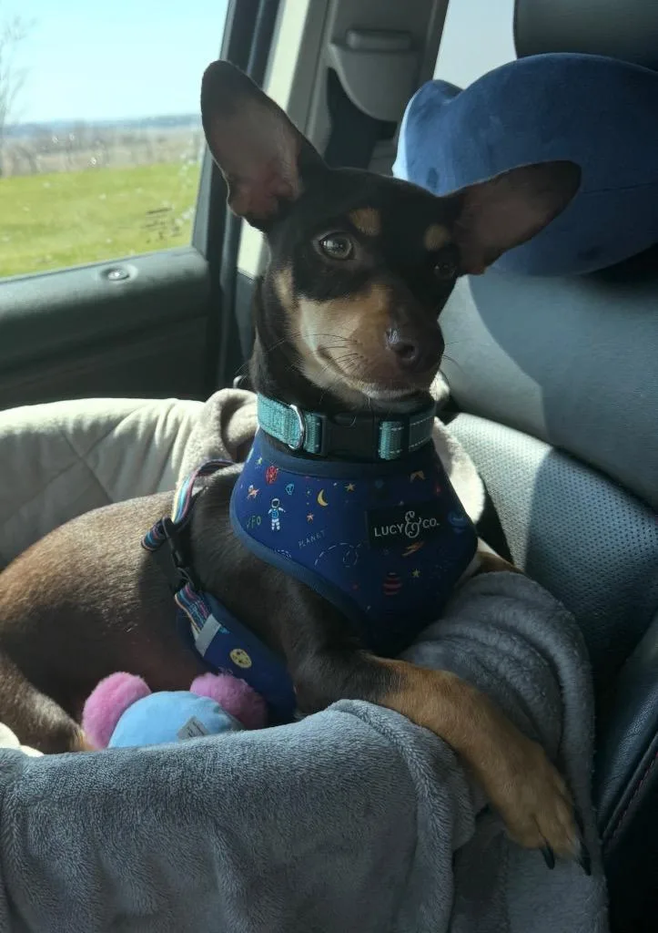 A young small-sized female Miniature Pinscher dog named Mina for adoption in Greencastle, IN