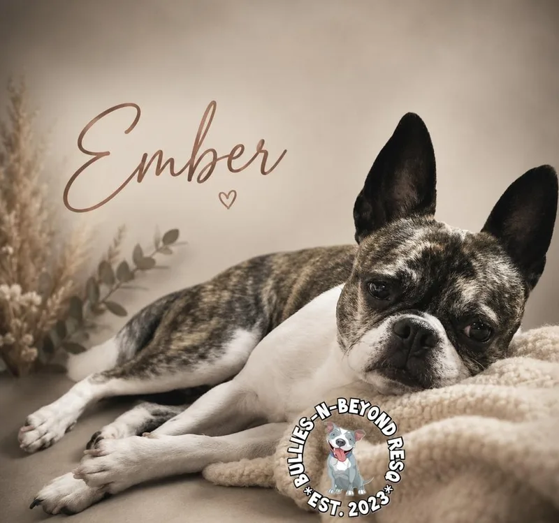 Ember thumbnail 3
