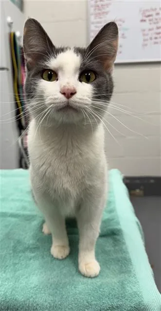 A young small-sized female Domestic Short Hair cat named Vida Boheme for adoption in Peoria, IL