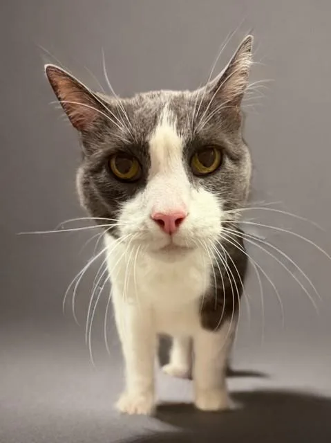 An adult medium-sized male Domestic Short Hair cat named Clyde for adoption in Agoura, CA