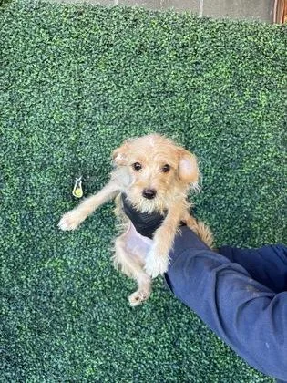 A baby small-sized male Rat Terrier dog named 61765102 for adoption in El Paso, TX