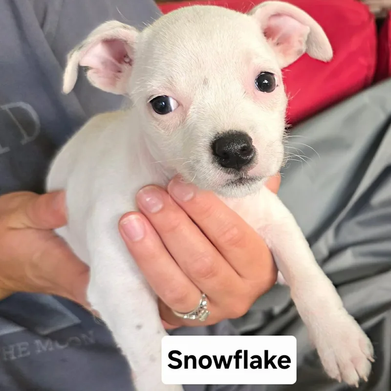 A baby medium-sized female White / Cream American Staffordshire Terrier dog named Snowflake for adoption in Mooresville, NC