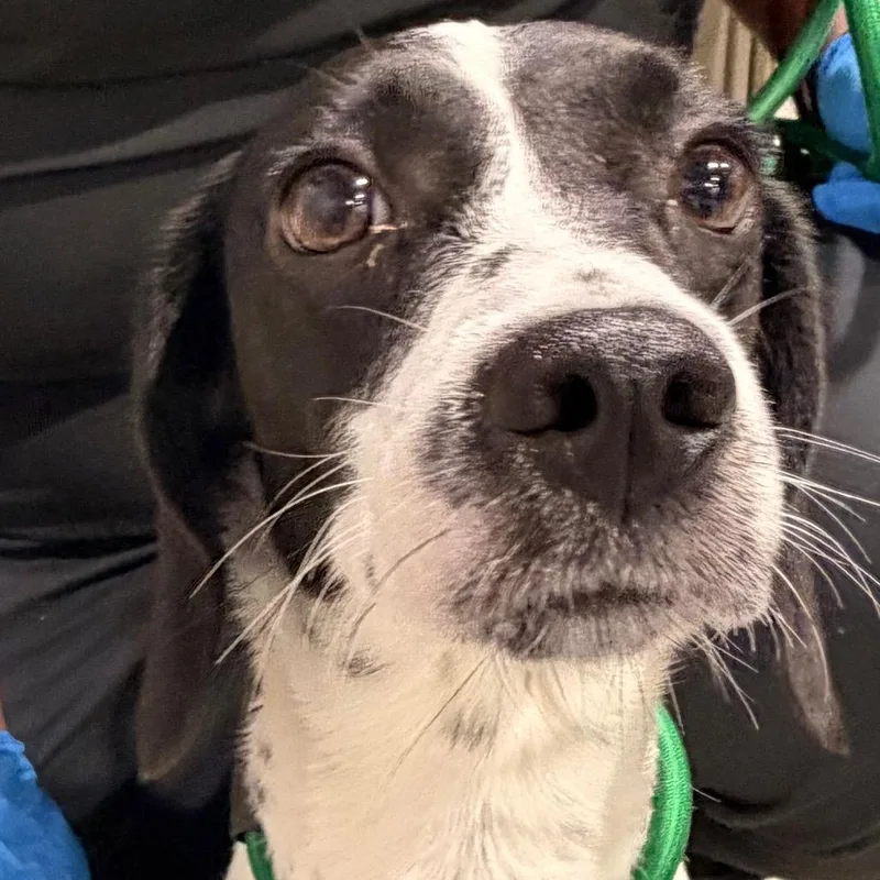A young medium-sized female White / Cream Beagle dog named Sesame for adoption in Tampa, FL
