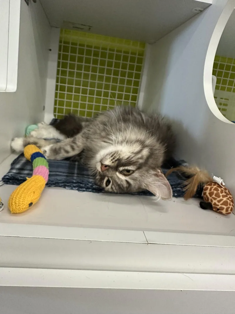 An adult medium-sized female Gray / Blue / Silver Domestic Long Hair cat named Blossom for adoption in Plano, TX