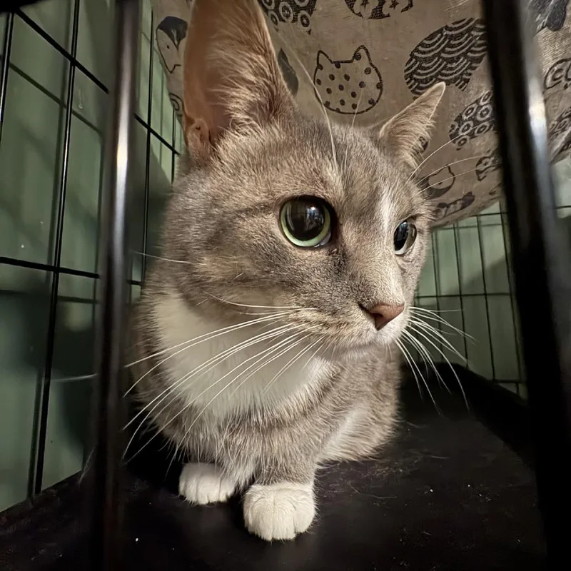 An adult small-sized female Gray / Blue / Silver Domestic Short Hair cat named Sage for adoption in Johnstown, PA