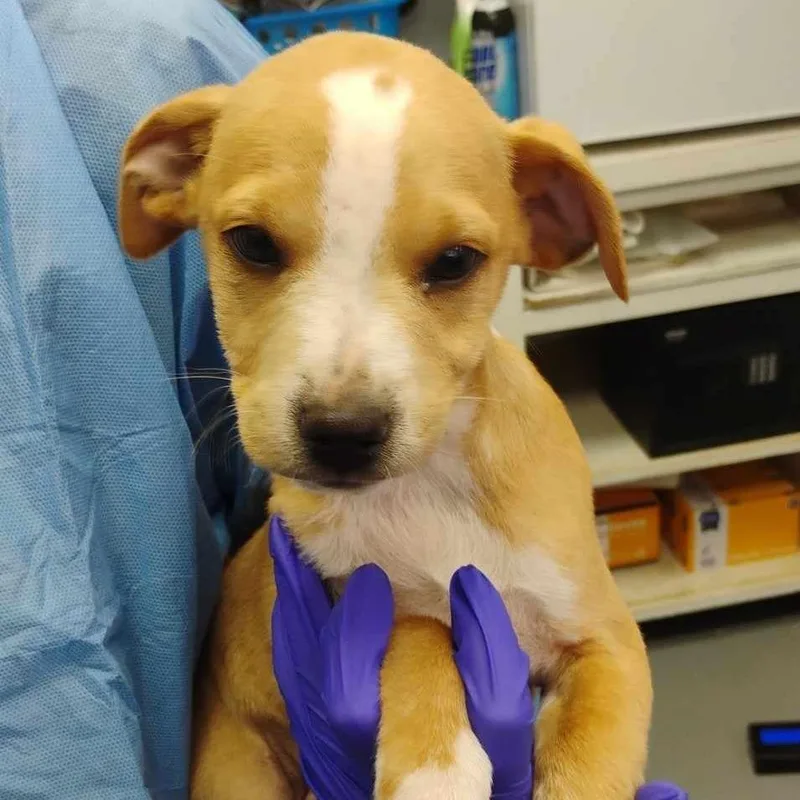 A young medium-sized male Red / Chestnut / Orange Mixed Breed dog named Ferris Bueller for adoption in Duncan, OK