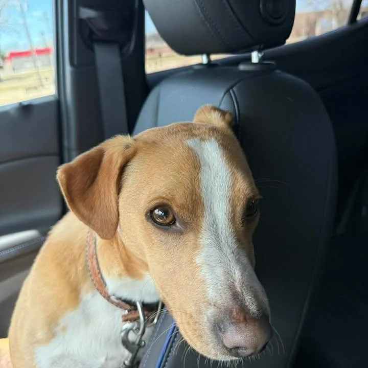 Ferris Bueller thumbnail 4