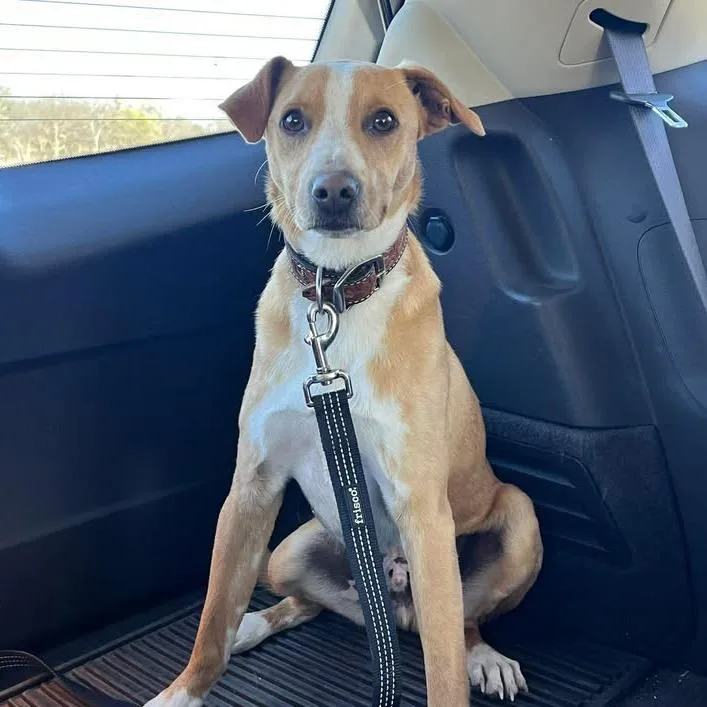 Ferris Bueller thumbnail 5