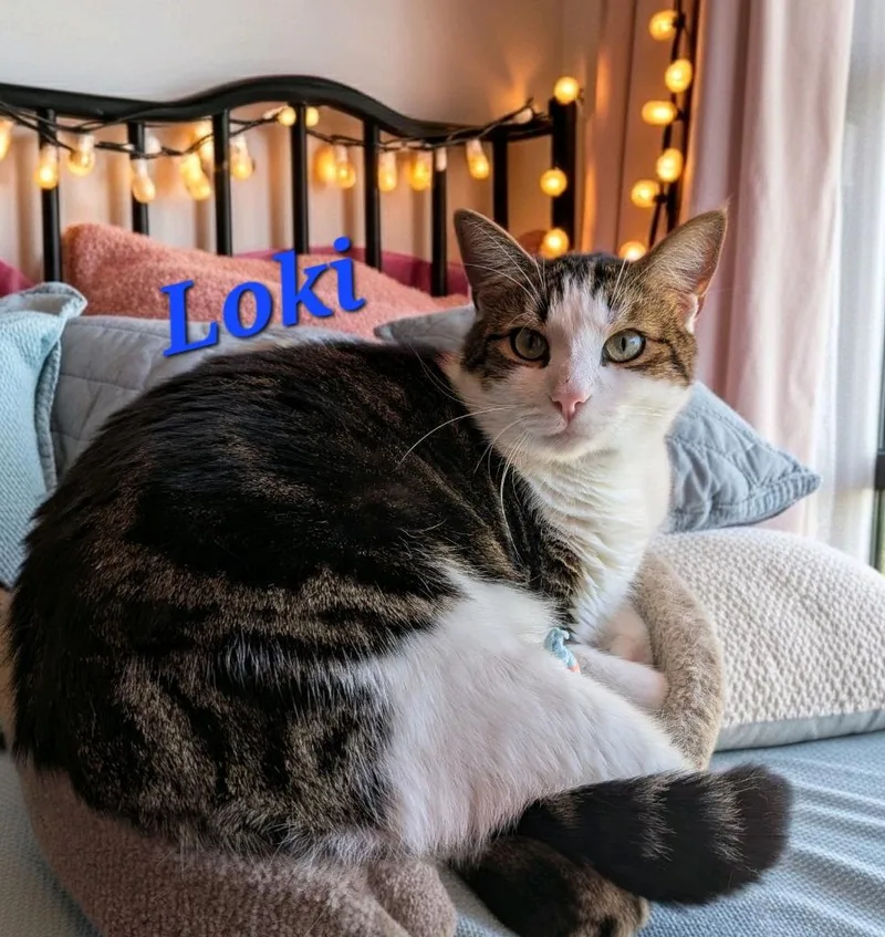 A young large-sized male Domestic Short Hair cat named Loki for adoption in Jim Thorpe, PA