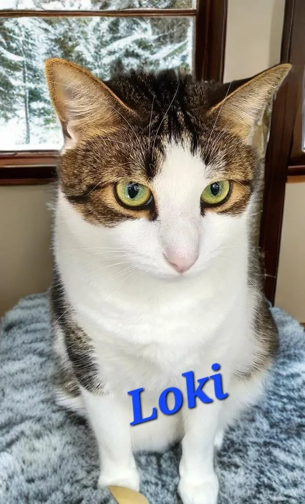 Loki thumbnail 2