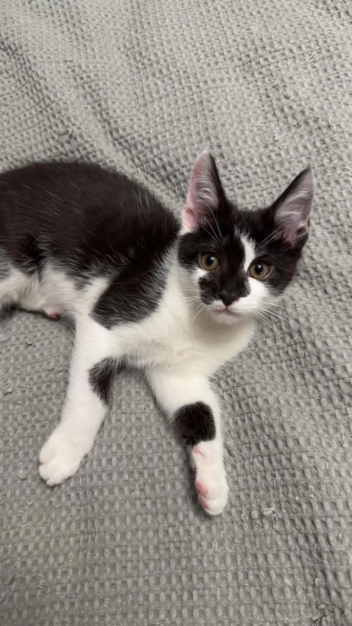 A baby medium-sized female Domestic Short Hair cat named Cypress & Juniper for adoption in Bellmawr, NJ