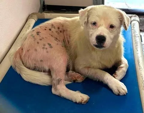 An adult medium-sized male Terrier dog named Barry White for adoption in Newport, KY