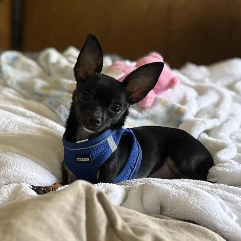 Piper D