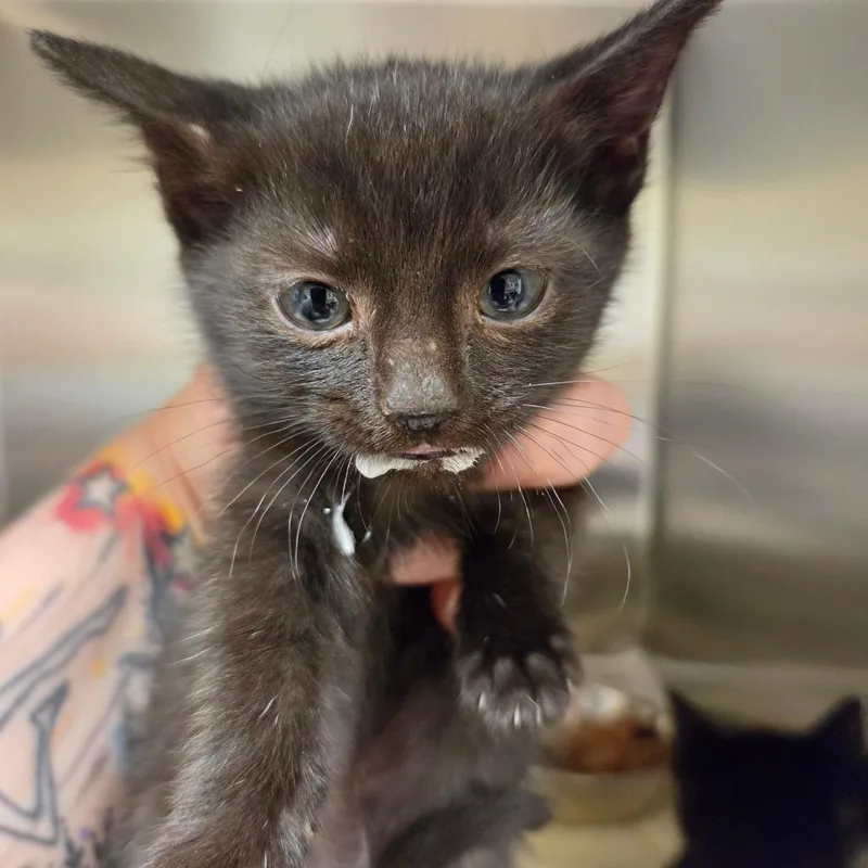 A baby small-sized male Black Domestic Short Hair cat named Christopher for adoption in Asheville, NC