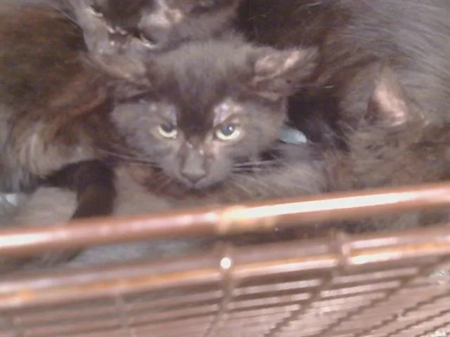A baby small-sized male Domestic Short Hair cat named Alfalfa for adoption in Sacramento, CA