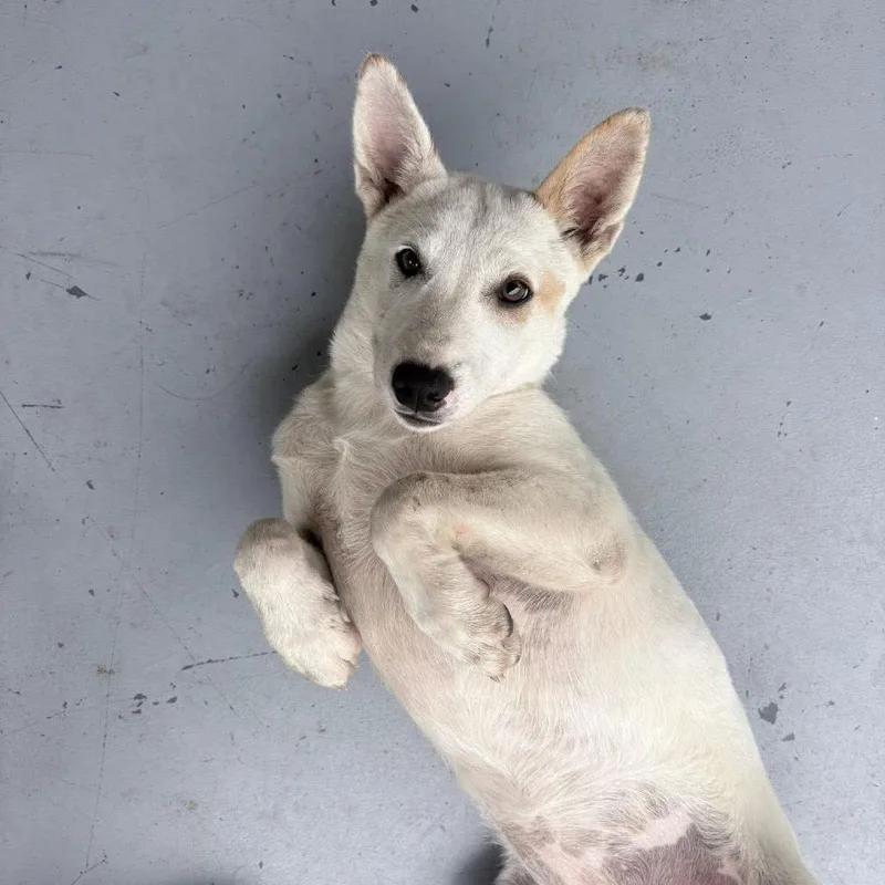 A young medium-sized female White / Cream Cattle Dog dog named Bubbles for adoption in Boaz, AL