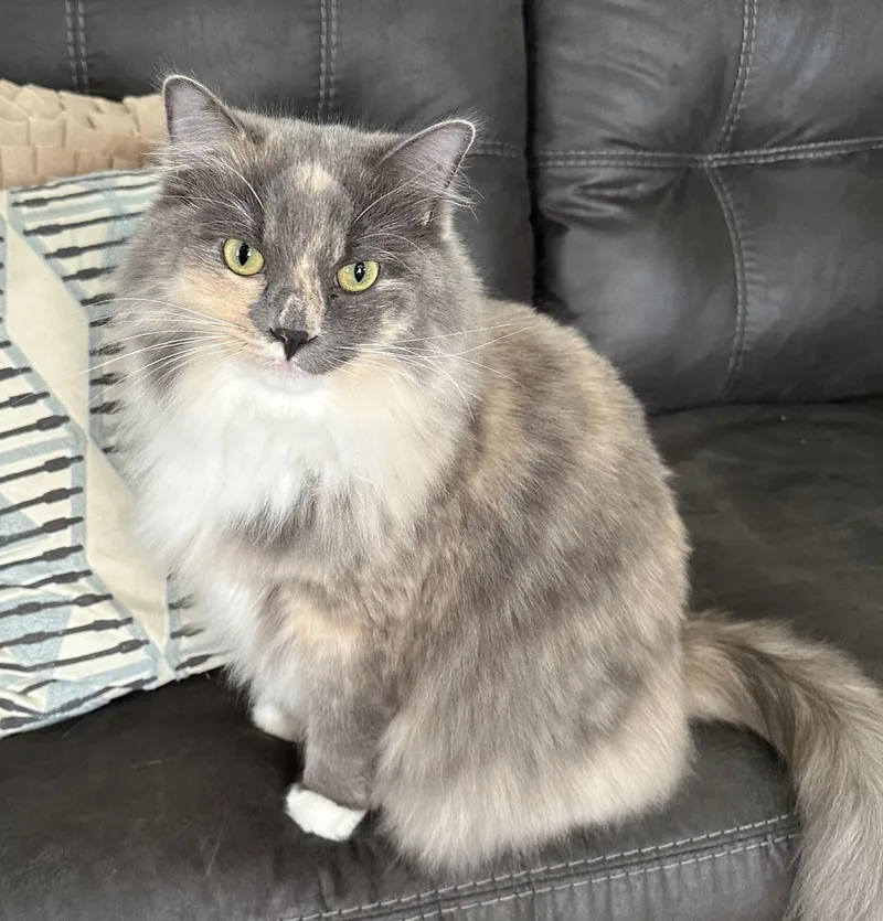 Jade