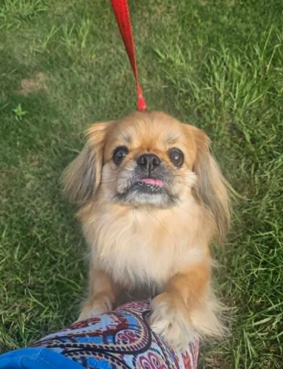 An adult small-sized male Pekingese dog named Mushoo in LA for adoption in Cranston, RI