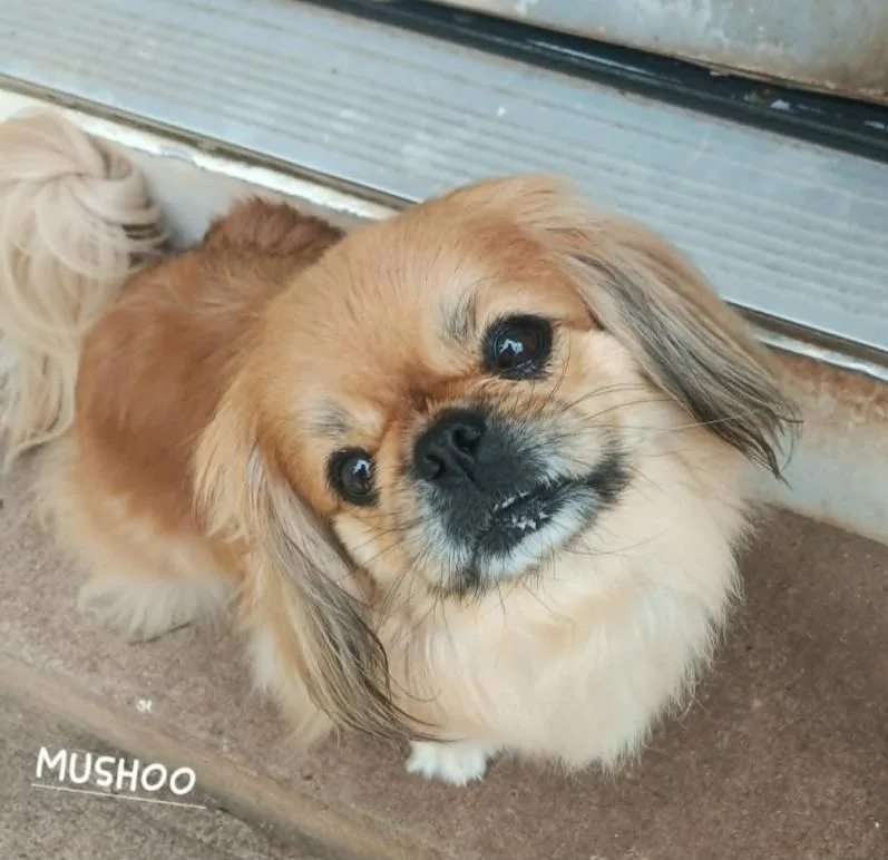 Mushoo in LA thumbnail 2