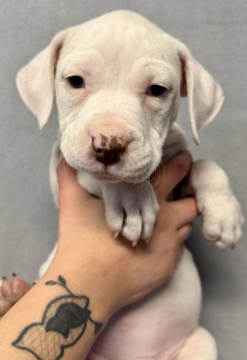 A baby medium-sized female White / Cream Mixed Breed dog named Eliza Hamilton for adoption in Des Moines, IA