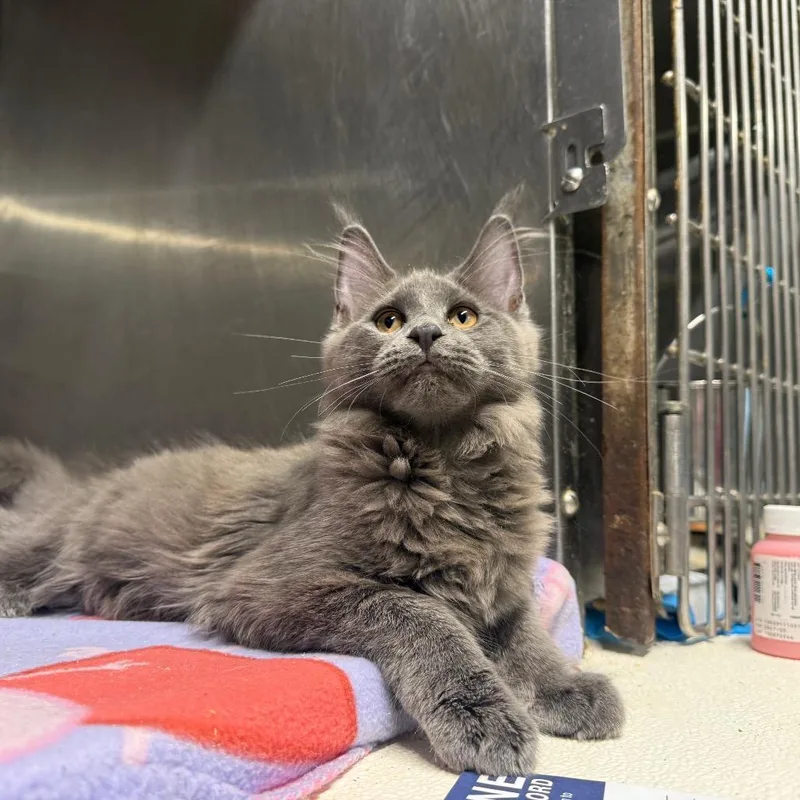 A baby small-sized female Gray / Blue / Silver Maine Coon cat named Nala for adoption in Dover, AR